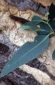 RWT 0055 058-35 Australia
